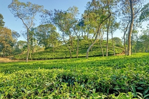 তারাপুর চা বাগানের জমি দখল মুক্ত হচ্ছে