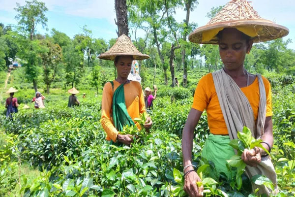 কাজে ফিরছেন ন্যাশনাল চা বাগানের শ্রমিকরা