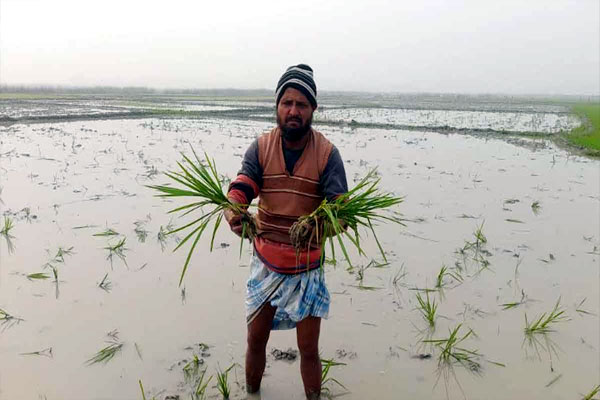 সিলেটে শত্রুতায় চাষাবাদ নষ্টের কষ্টে বর্গাচাষি