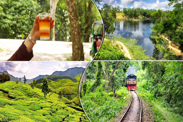 পর্যটক বরনে প্রস্তুত চা বাগান-হাওরের পর্যটন নগরী শ্রীমঙ্গল