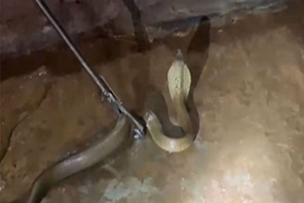 রাতে ঘরে ঢুকে পড়েছিল সংকটাপন্ন প্রজাতির ‘পদ্মগোখরা’
