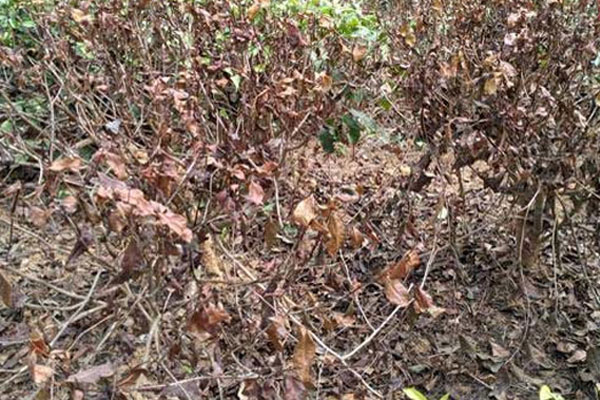 খরায় মরবে গাছ, বাড়বে গরমের উত্তাপ: শাবিপ্রবির গবেষণা