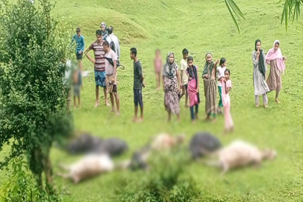 মৌলভীবাজারে বজ্রপাতে একসঙ্গে ১৩ গরুর মৃত্যু
