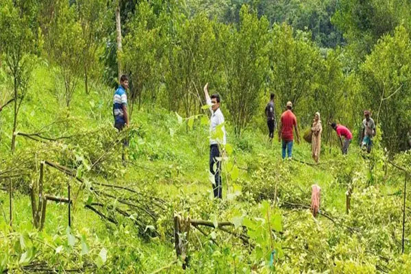 বনভূমি দখল করে মাল্টা-আনারস চাষ, উদ্ধার ৫ একর ভূমি