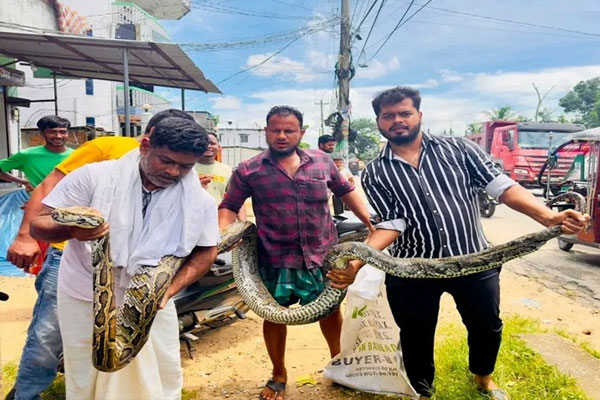 শ্রীমঙ্গলে ১৮ ফুট লম্বা অজগর উদ্ধার